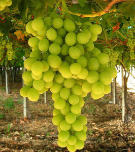 Uva