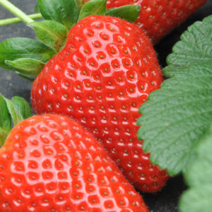 Fragole
